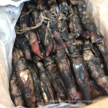 Frozen black squid for crab bait